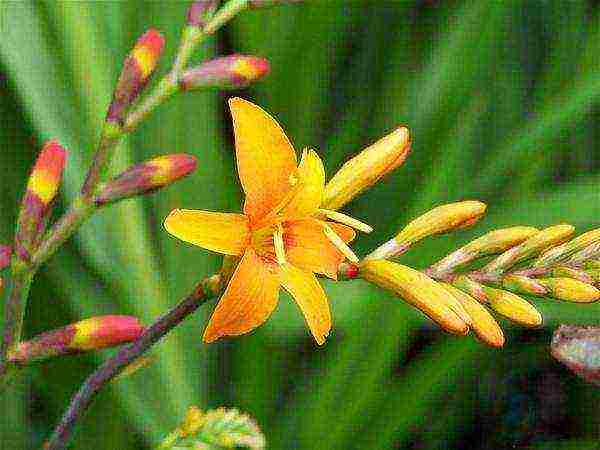 taniman at pag-aalaga ng pulang hari ng crocosmia sa bukas na bukid