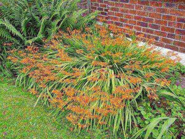 crocosmia ราชาแดง ปลูกและดูแลในทุ่งโล่ง