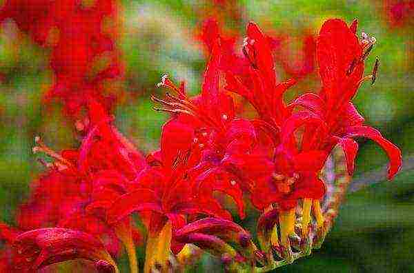 crocosmia ราชาแดง ปลูกและดูแลในทุ่งโล่ง