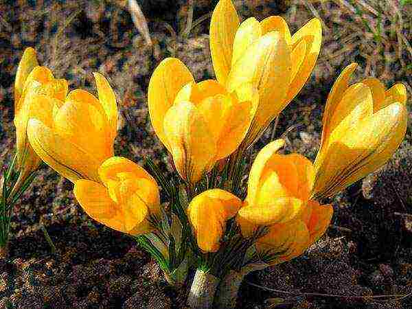 pagtatanim ng crocus at pangangalaga sa bukas na bukid sa mga ural