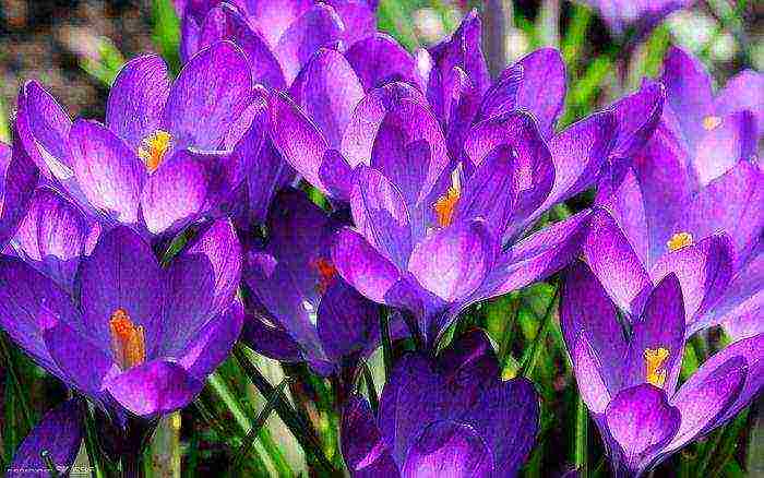 crocus planting and care in the open field in the urals