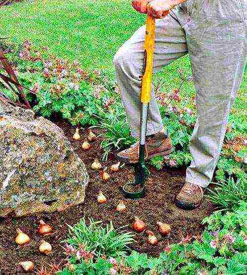 crocus planting and care in the open field in the urals