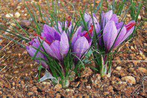 crocus planting and care in the open field in the urals