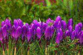 crocus planting and care in the open field in the urals