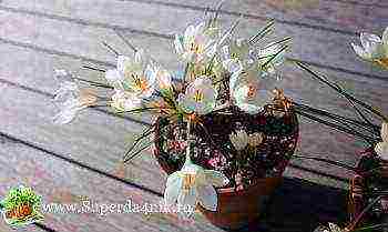 crocus planting and care in the open field in the urals