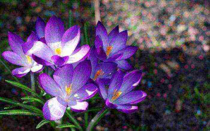 crocus planting and care in the open field in the urals