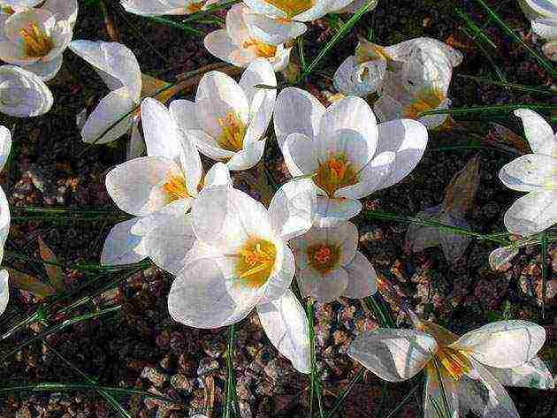 crocus planting and care in the open field in the urals