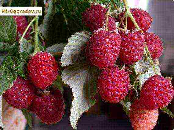large-fruited raspberries the best varieties