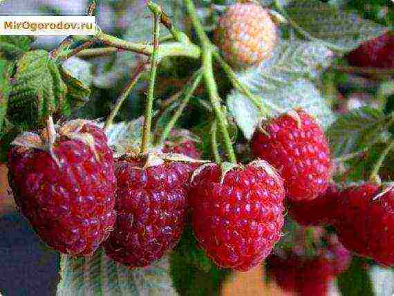 large-fruited raspberries the best varieties