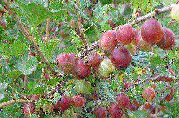 red gooseberry best varieties