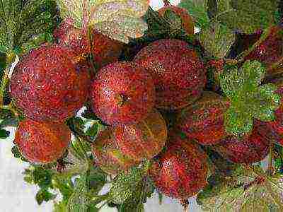 red gooseberry best varieties