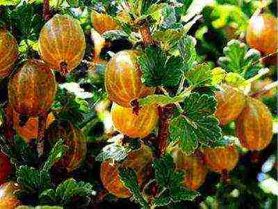 red gooseberry best varieties