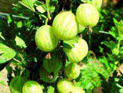 red gooseberry best varieties