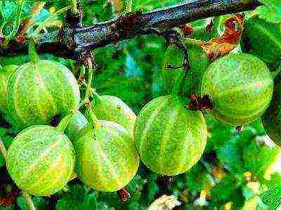 red gooseberry best varieties