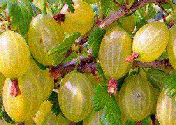 red gooseberry best varieties