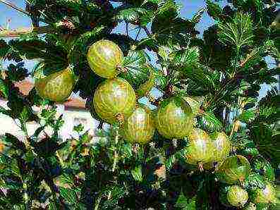 pinakamahusay na mga pagkakaiba-iba ng pulang gooseberry