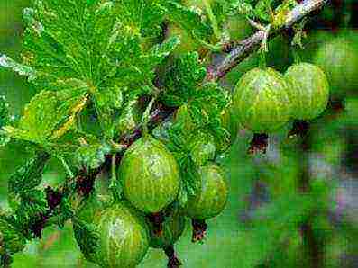 red gooseberry best varieties