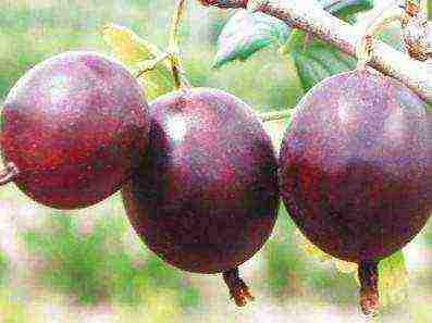 red gooseberry best varieties