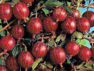 red gooseberry best varieties