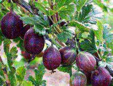 red gooseberry best varieties