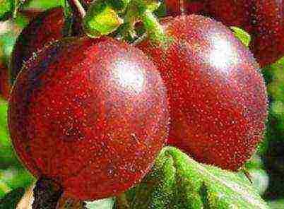 red gooseberry best varieties