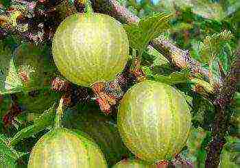 red gooseberry best varieties