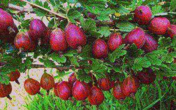 red gooseberry best varieties