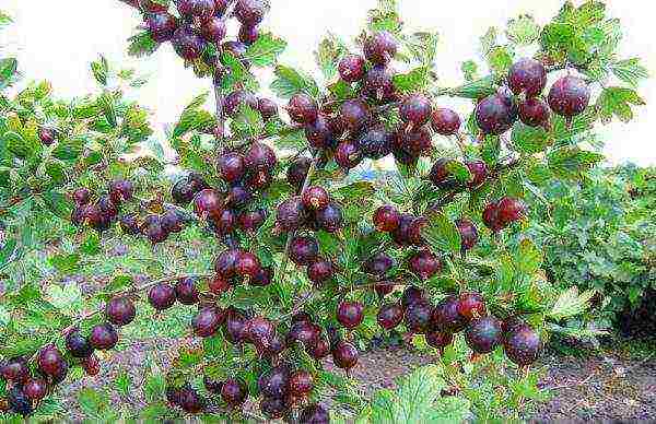red gooseberry best varieties
