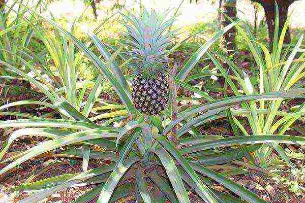 na nagtanim ng pinya sa bahay