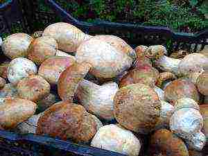 who grew mushrooms at home