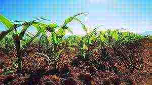 corn planting and care in the open field in the south