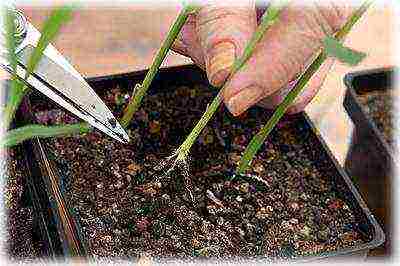 corn planting and care in the open field in the south