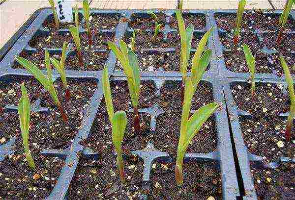 corn planting and care in the open field in the south