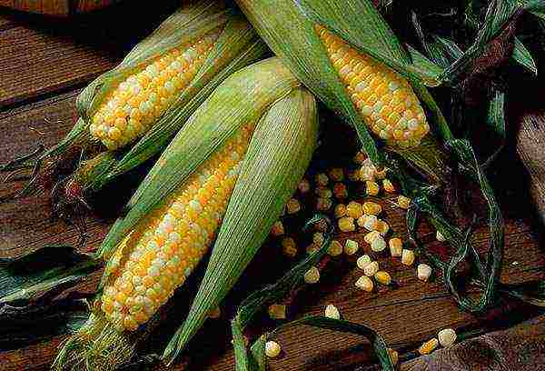 corn planting and care in the open field in siberia