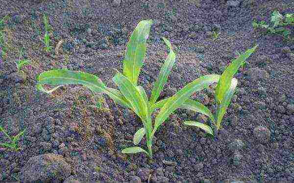 corn planting and care in the open field in siberia