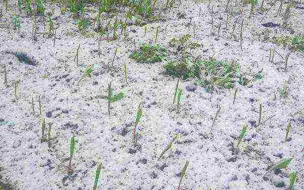 pagtatanim ng mais at pangangalaga sa bukas na bukid sa siberia