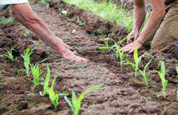 corn planting and care in the open field in siberia