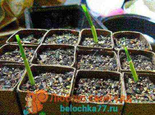 corn planting and care in the open field in siberia