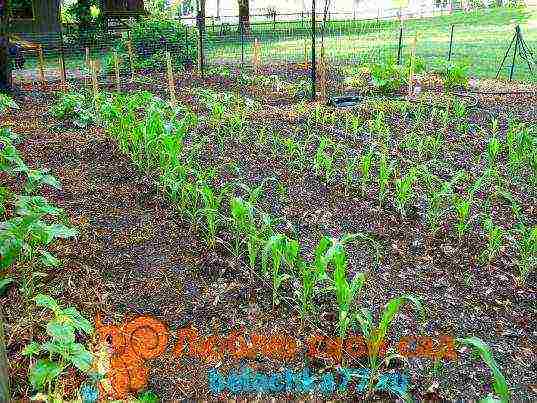 corn planting and care in the open field in siberia