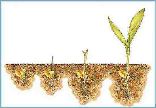 corn planting and care in the open field in siberia