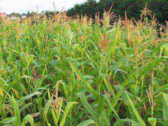 corn planting and care in the open field in siberia