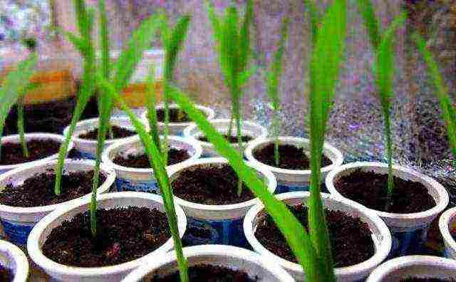 corn planting and care outdoors in the middle lane