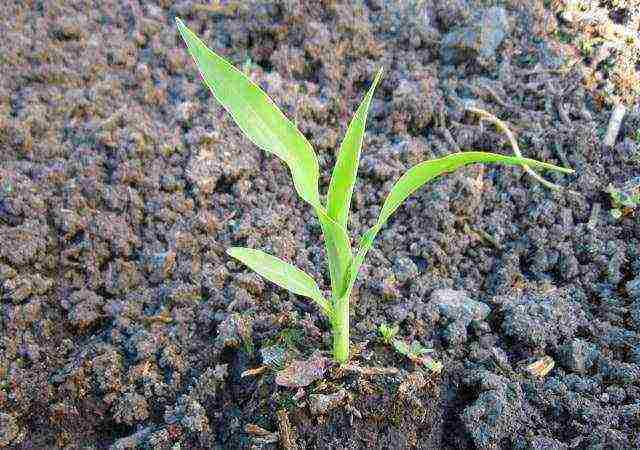 corn planting and care outdoors in the middle lane