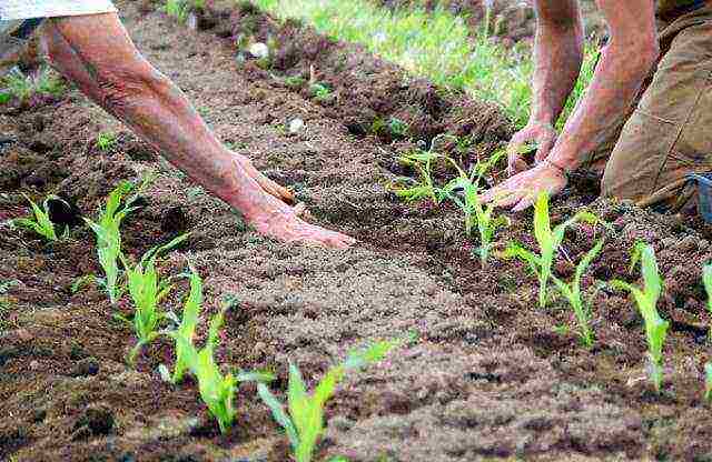 corn planting and care outdoors in the middle lane