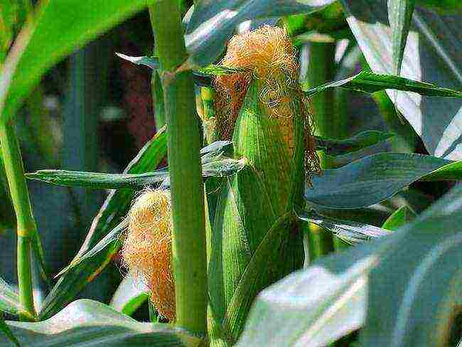 corn planting and care outdoors in the middle lane