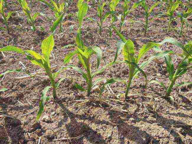 corn planting and care outdoors in the middle lane