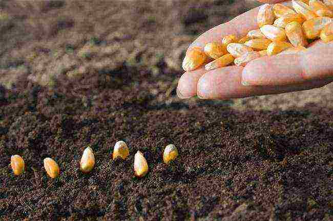 corn planting and care outdoors in the middle lane