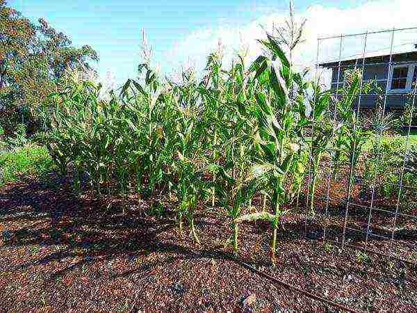 corn planting and care outdoors in the middle lane