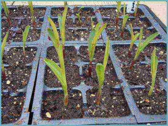 corn planting and care in the open field in the middle lane