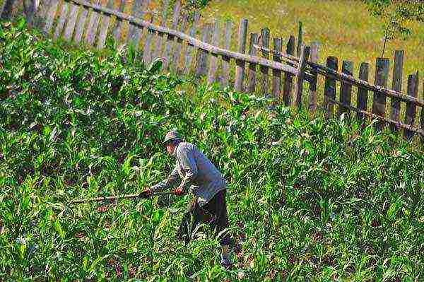 corn planting and care outdoors in the middle lane